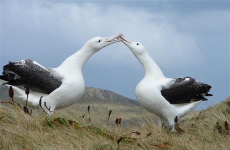 Two adult Northern Royal Albatrosses engaging in courtship behavior.