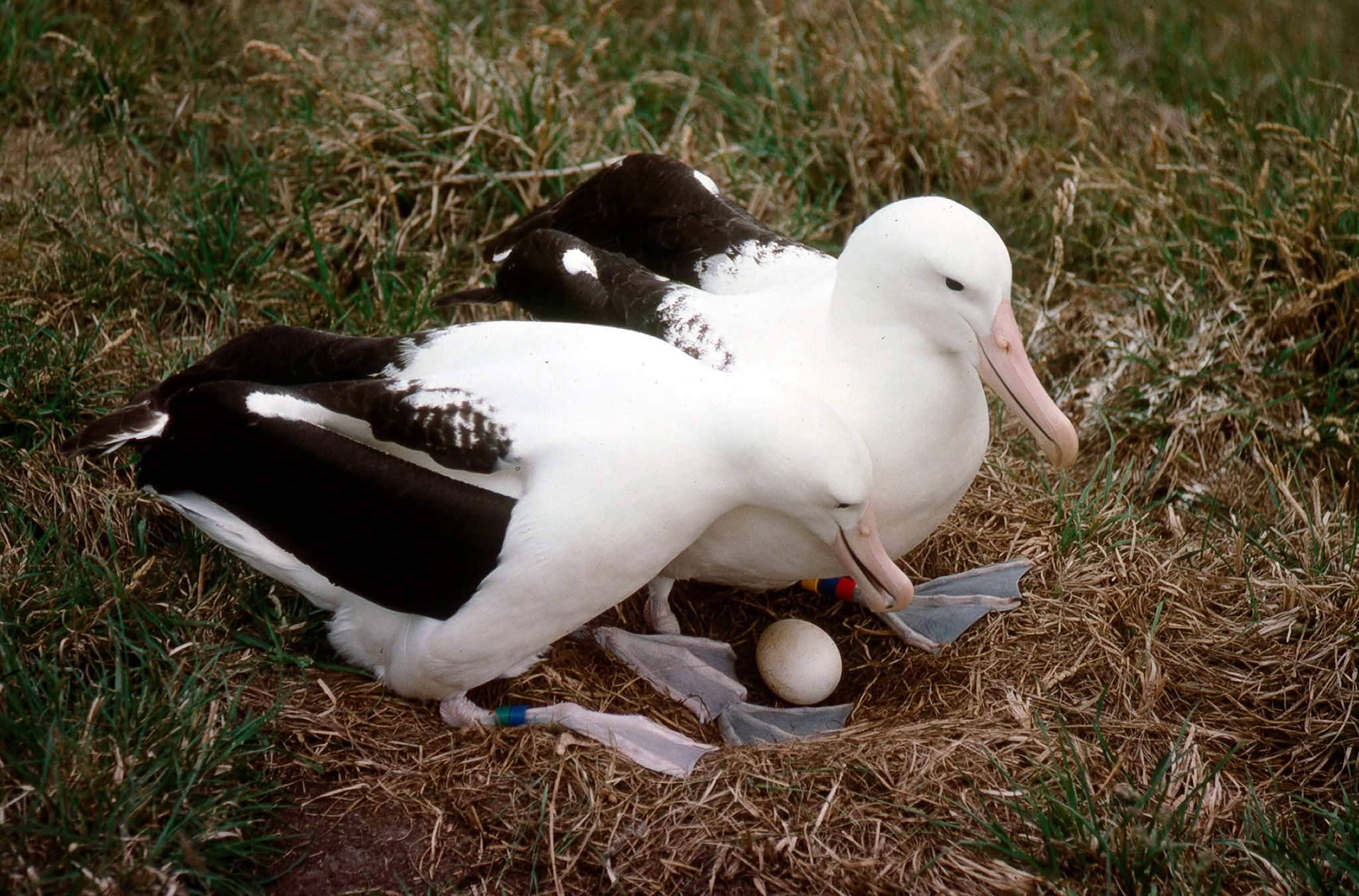 Image of two adult Northern Royal Albatrosses sitting in a nest on an egg.
