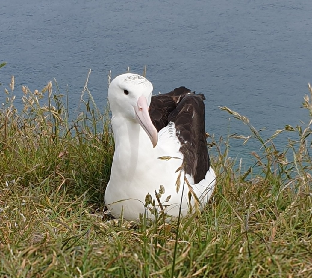 The Northern Royal Albatross Conservation Commmittee the-northern-royal-albatross-conservation-commmittee