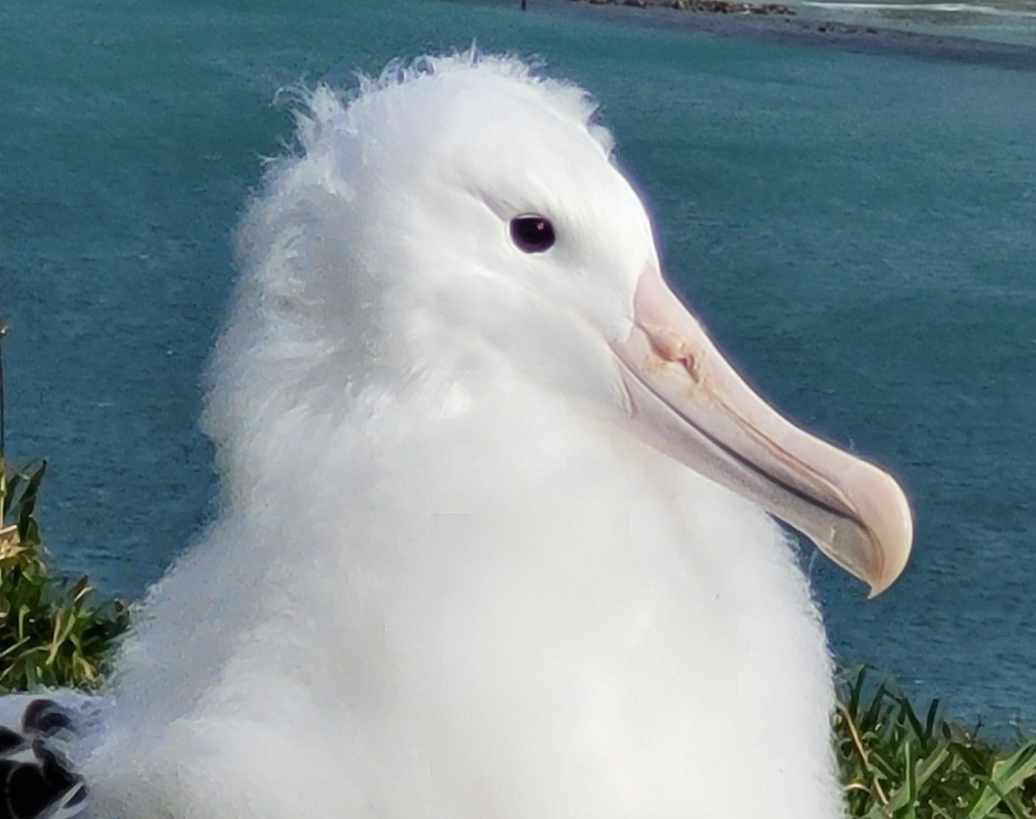 Image of a nestling Northern Royal Albatross alone in a nest.