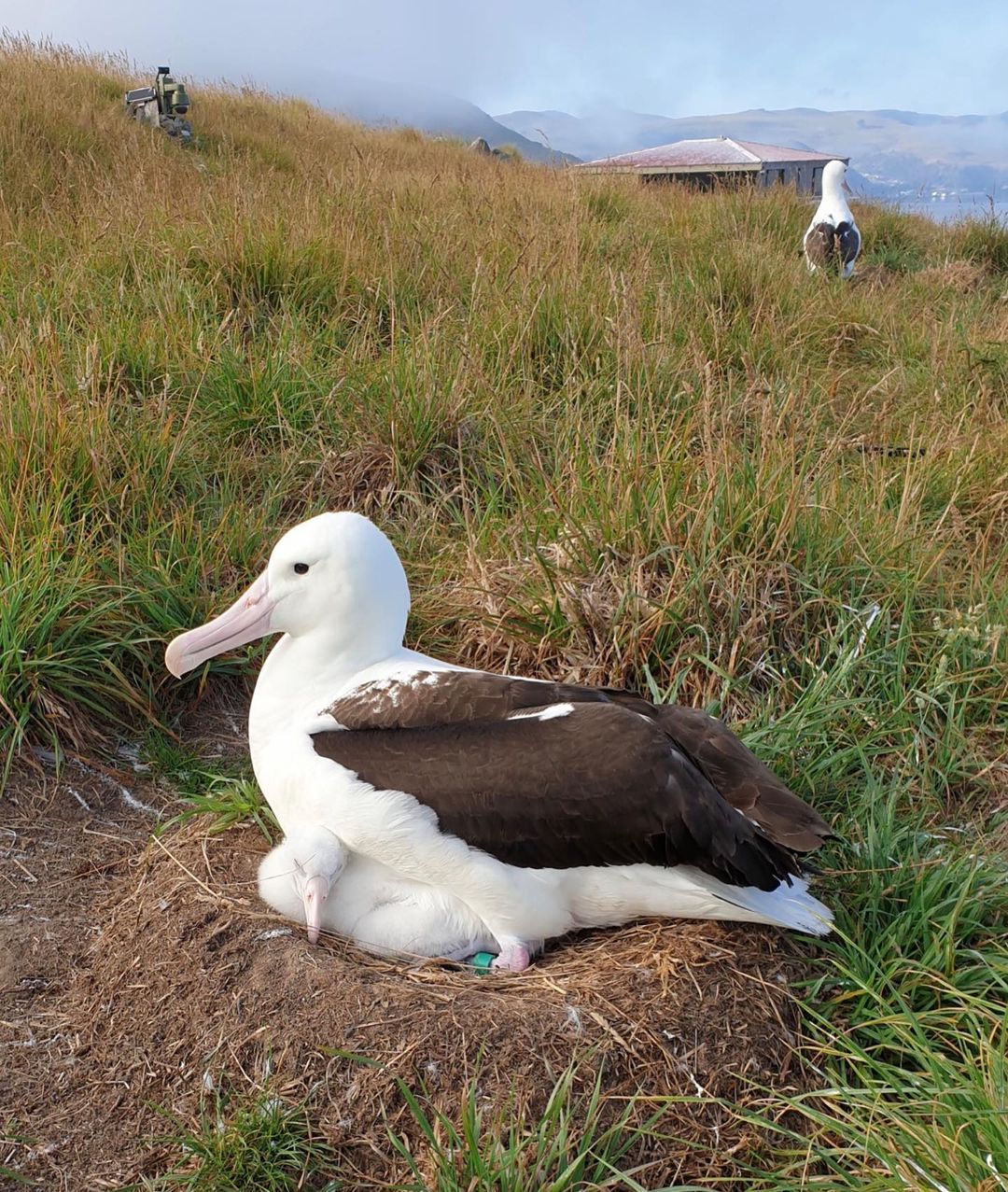 Image of an adult Northern Royal Albatross sitting on a chick.