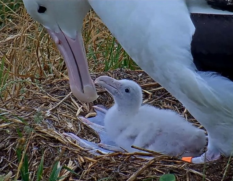 Close-up image of an adult Northern Royal Albatross and a chick looking at each other while the adult sits on the chick.